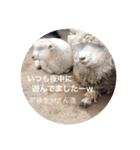 ひつじのインタビュー（個別スタンプ：2）