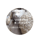 ひつじのインタビュー（個別スタンプ：4）