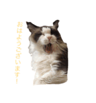 使えるねこたち（個別スタンプ：1）