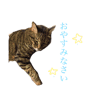 使えるねこたち（個別スタンプ：2）