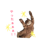 使えるねこたち（個別スタンプ：3）