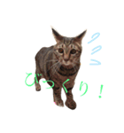 使えるねこたち（個別スタンプ：4）