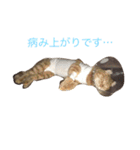 使えるねこたち（個別スタンプ：5）