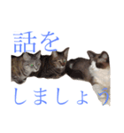 使えるねこたち（個別スタンプ：6）