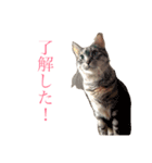 使えるねこたち（個別スタンプ：7）