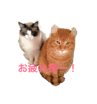 使えるねこたち（個別スタンプ：9）