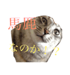 使えるねこたち（個別スタンプ：10）