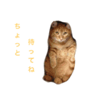 使えるねこたち（個別スタンプ：11）