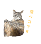 使えるねこたち（個別スタンプ：13）