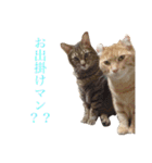 使えるねこたち（個別スタンプ：14）