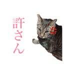使えるねこたち（個別スタンプ：15）