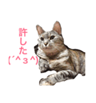 使えるねこたち（個別スタンプ：16）
