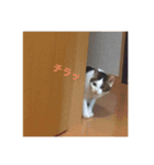 たび＆むぎ（個別スタンプ：1）