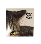 たび＆むぎ（個別スタンプ：3）