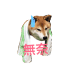 Daily Life of Shiba Mary~（個別スタンプ：1）