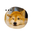 Daily Life of Shiba Mary~（個別スタンプ：4）