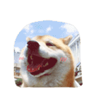 Daily Life of Shiba Mary~（個別スタンプ：5）