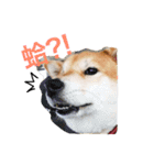 Daily Life of Shiba Mary~（個別スタンプ：10）