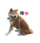 Daily Life of Shiba Mary~（個別スタンプ：11）