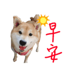 Daily Life of Shiba Mary~（個別スタンプ：14）