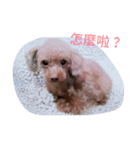 puppy diary（個別スタンプ：1）