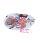 puppy diary（個別スタンプ：2）