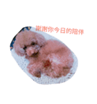 puppy diary（個別スタンプ：3）