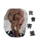 puppy diary（個別スタンプ：5）