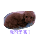 puppy diary（個別スタンプ：6）