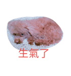 puppy diary（個別スタンプ：7）