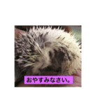 ハリちゃんファミリー（個別スタンプ：3）