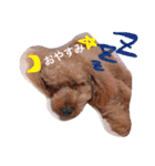 愛犬チョッパー。2（個別スタンプ：1）