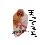 愛犬チョッパー。2（個別スタンプ：2）