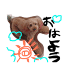 愛犬チョッパー。2（個別スタンプ：5）