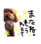 愛犬チョッパー。2（個別スタンプ：8）