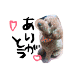 愛犬チョッパー。2（個別スタンプ：11）