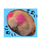 愛犬チョッパー。2（個別スタンプ：12）