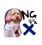 愛犬チョッパー。2（個別スタンプ：15）