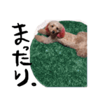 愛犬チョッパー。2（個別スタンプ：17）