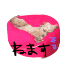 愛犬チョッパー。2（個別スタンプ：19）