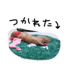 愛犬チョッパー。2（個別スタンプ：21）