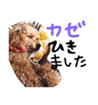愛犬チョッパー。2（個別スタンプ：22）