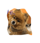 cute cute dog dog 2（個別スタンプ：2）