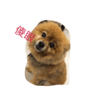 cute cute dog dog 2（個別スタンプ：4）