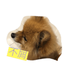 cute cute dog dog 2（個別スタンプ：5）