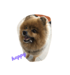 cute cute dog dog 2（個別スタンプ：7）