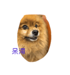 cute cute dog dog 2（個別スタンプ：8）