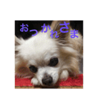 myname'schacha（個別スタンプ：1）