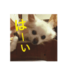 myname'schacha（個別スタンプ：2）