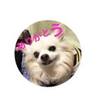 myname'schacha（個別スタンプ：3）